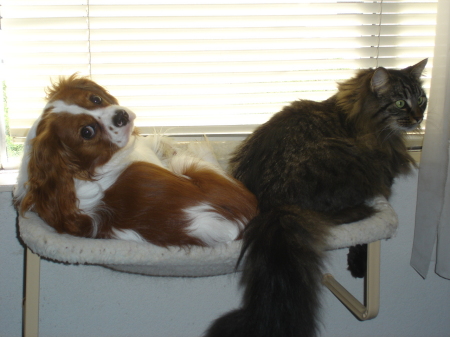 Desi and Sir Spanky, trying to share cat perch:)