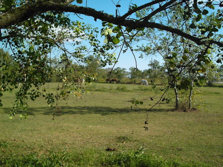 Looking SouthEast.