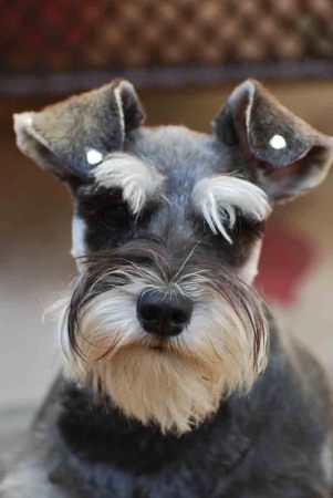 Rainy the Schnauzer