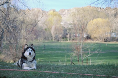 Colorado Husky