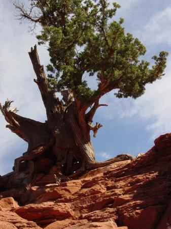 Sedona Tree