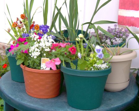 group of flower pots in front yard