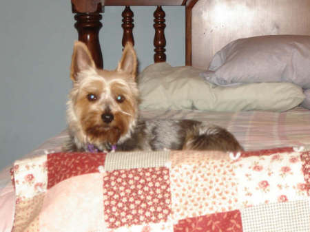 My Silky Terrier Ruthie