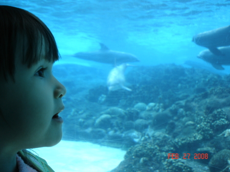 Checking out the Dolphins at Sea World Orlando