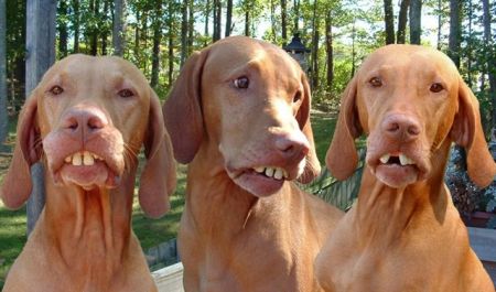 Tennessee Bloodhounds