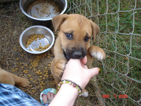 Dakota, our puppy