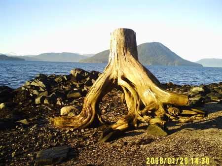 a tree stump...