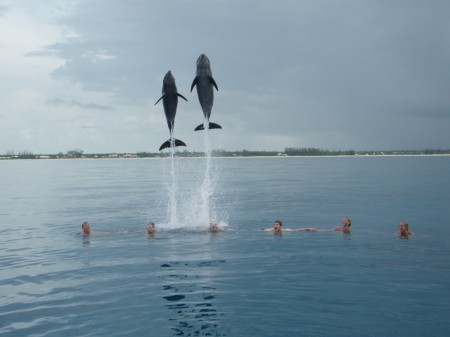 Dolphin Swim in the Bahamas