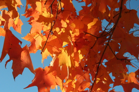 The colors of fall, 2008