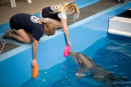 Object Identification Training w/Dolphins