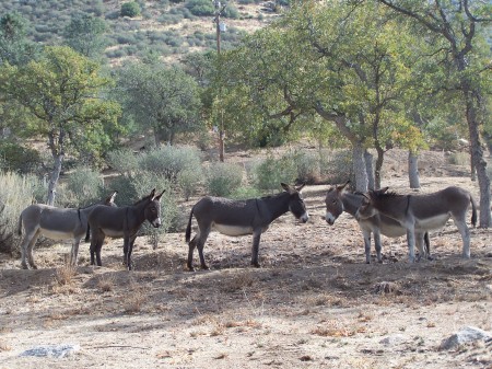 All My Donkeys