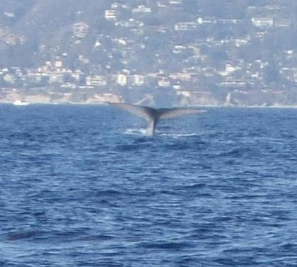 This is the other Whale that came up on me