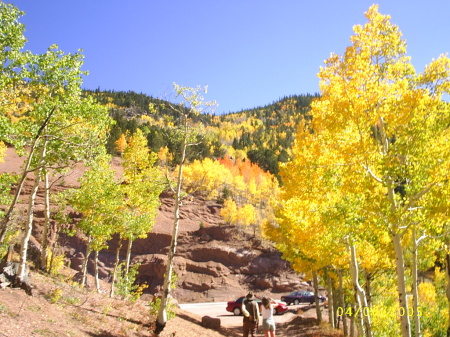 Aspens in the Springs