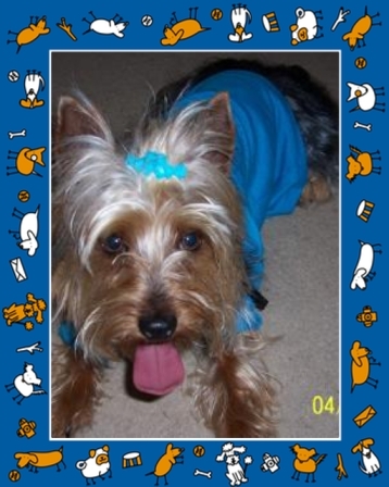 My Yorkie