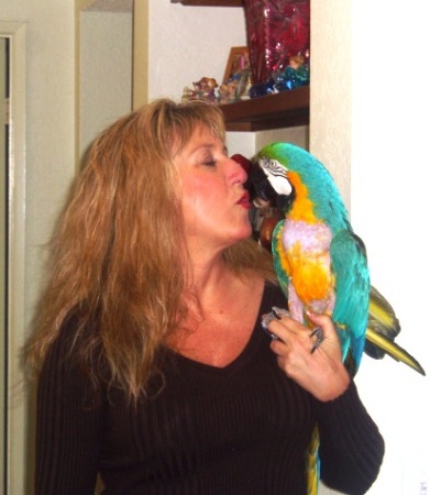 Sandy & Blue Macaw Shane