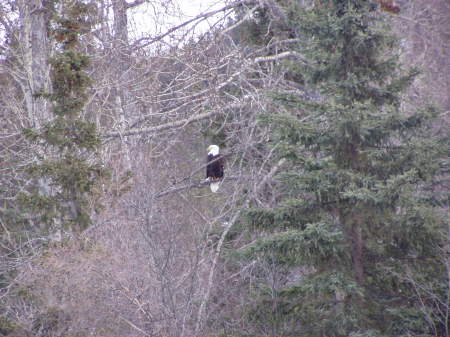ALL OVER ALASKA THERE ARE 1000'S OF EAGLE'S