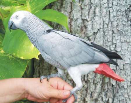 Honey - 2 years old (Congo African Grey)