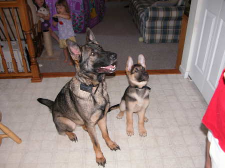 My puppies! Niki and Charlie