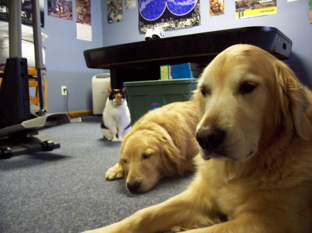 Rio (foreground), Daisy - Golden Retrievers and our cat Casey