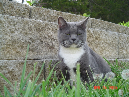 Our cat Shadow