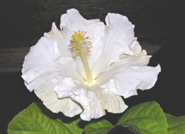 Fancy Hibiscus