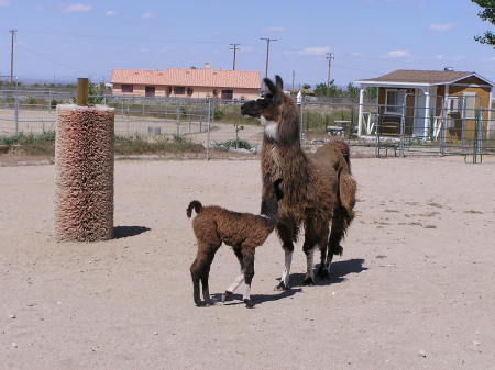 Red Haute with Cria (Baby) "Miss Pearl"