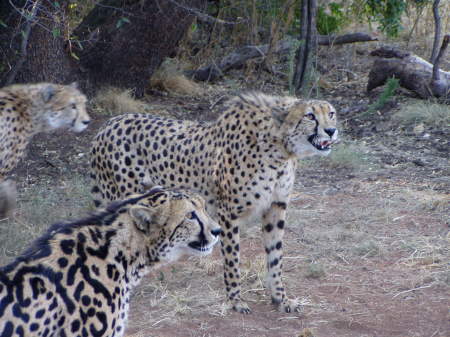 african cheetahs