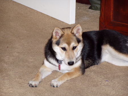 My Dog! Shiba Inu Sahara!