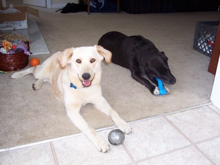 Wrigley and Clover with new toys