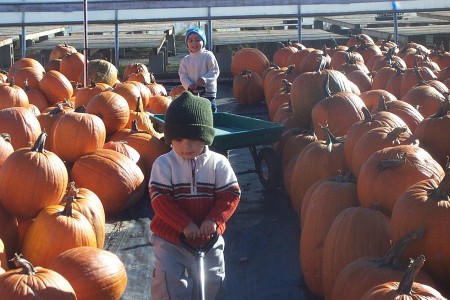 the great pumpkin hunt 2005