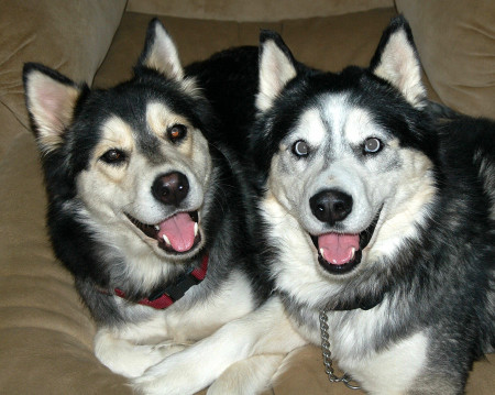 My Huskies