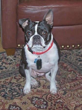 Garbo - Our Boston Terrier