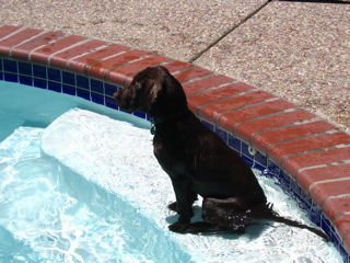 The pup in the pool.