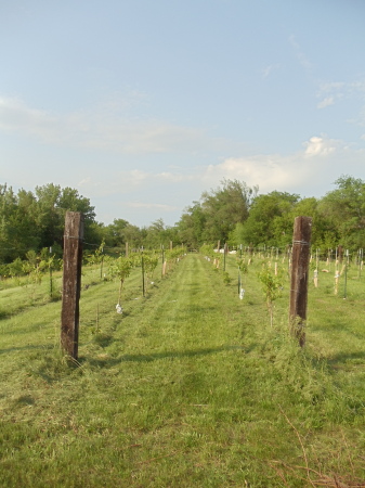 Vineyard June 4, 2011