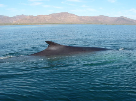 Finback Whale