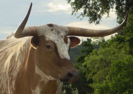 Suga Buster--Texas Longhorn Steer