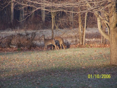 Backyard visitors..   2 of the 5 that came calling