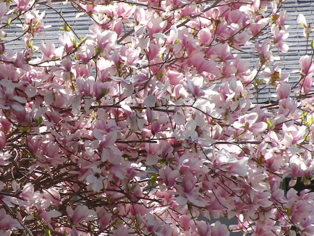 Kelowna Magnolia - April 2006