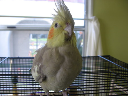 My Bird Cinder