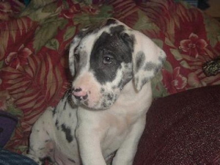 duke - great dane pup