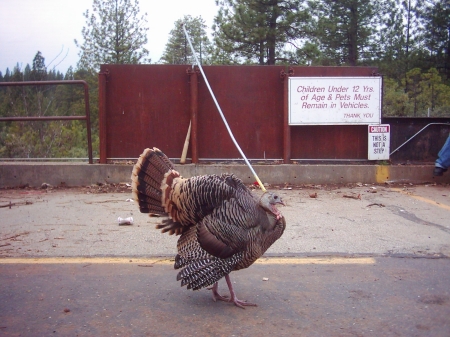 Turkey hanging out at the dump