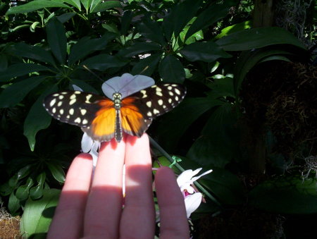 Heliconius hecale