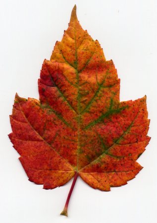 Autumn leaf from the streets of Berkeley