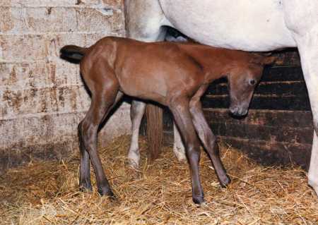 New born colt
