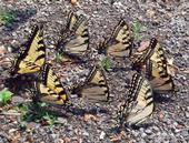 butterflies1a