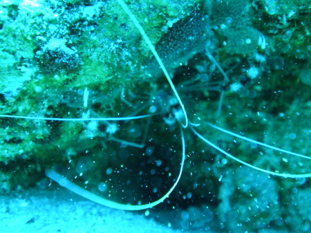Cleaner Shrimp Cay Sal 2008