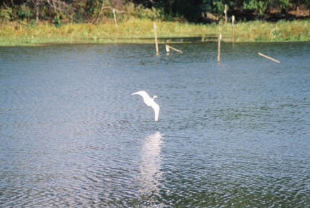 Coming in for a landing