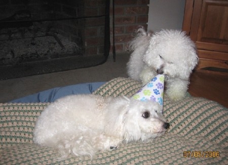 Chloe Biting Hannah's Birthday Hat!!