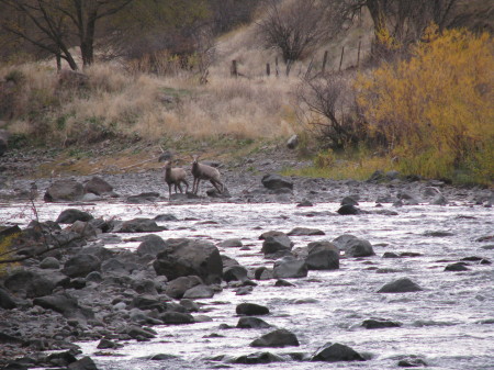 Big Horn Sheep at our creek