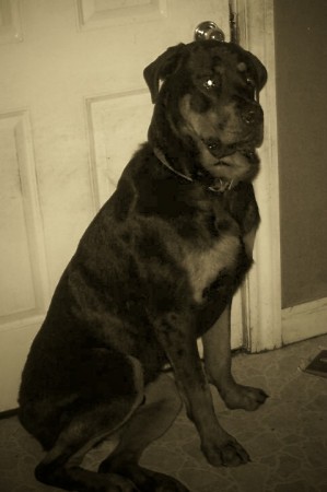 MAX MY ROTTIE